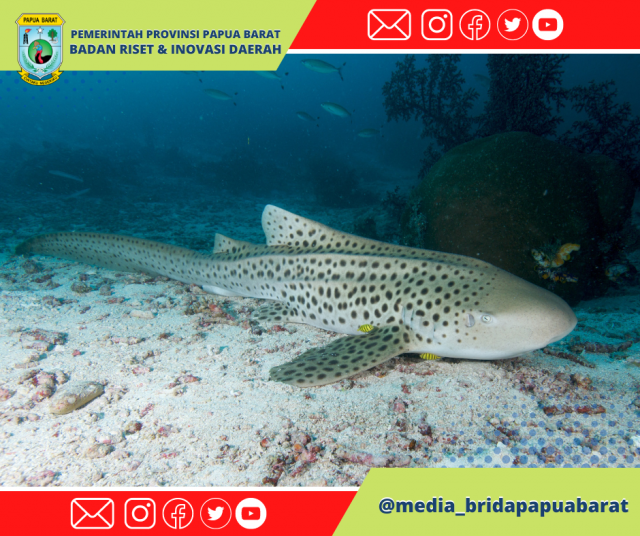 PEMERINTAH PROVINSI PAPUA BARAT BERMITRA DALAM INISIATIF GLOBAL PEMULIHAN POPULASI HIU BELIMBING DI RAJA AMPAT