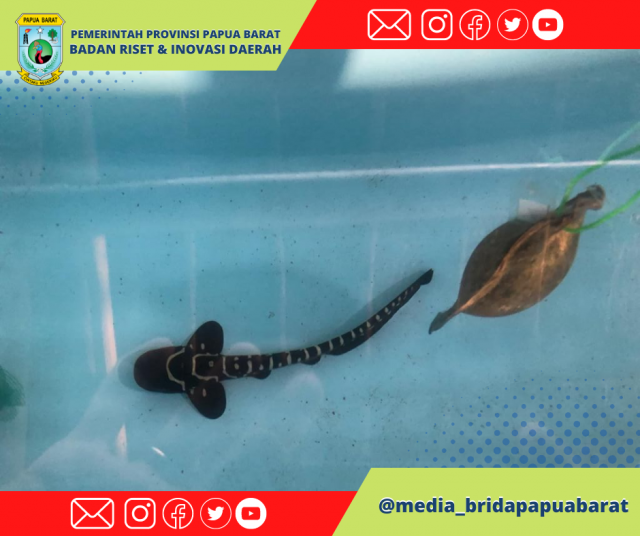 AWAL YANG BAIK: DUA ANAKAN HIU BELIMBING Stegostoma tigrinum BERHASIL MENETAS